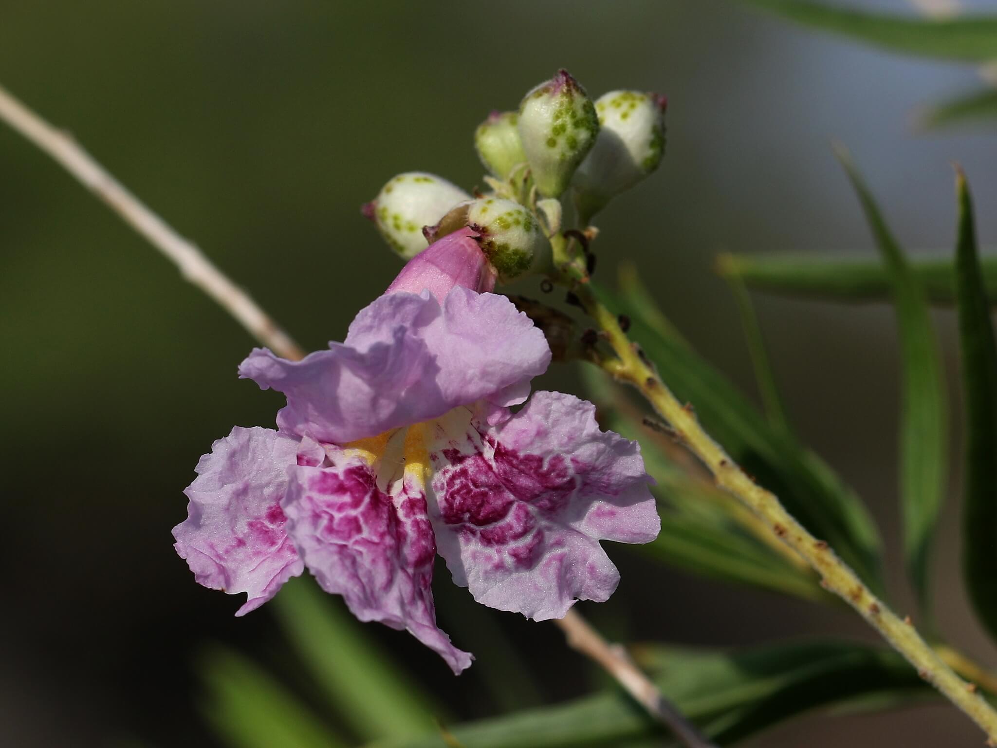 Chilopsis linearis